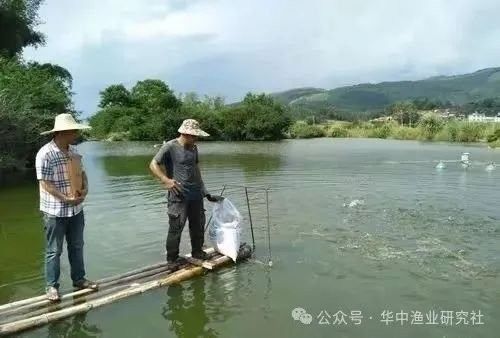 龍魚爬背時(shí)可以用藥嗎？