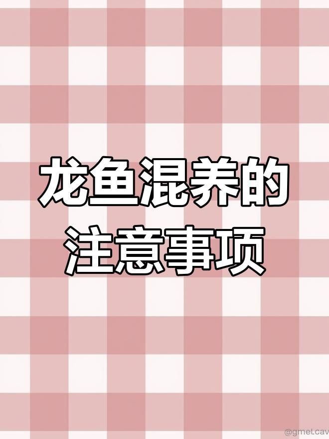 紅龍魚背景用什么顏色好看呢女生（紅龍魚背景用什么顏色好看呢女生圖片） 紅龍魚背景用什么顏色好看呢女生（紅龍魚背景用什么顏色好看呢女生圖片） 龍魚百科 第3張