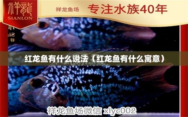 紅龍魚的含義和象征，紅龍魚在中國文化中的地位