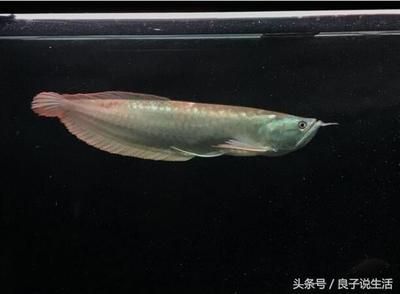 小龍魚喂食泥鰍一天喂幾次：小龍魚喂食泥鰍的具體頻率應該如何確定