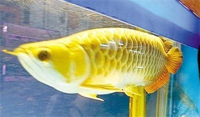 過背金龍魚吃什么最好（過背金龍魚吃什么食物最好）