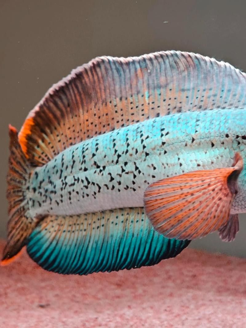 雷龍魚哪種好看