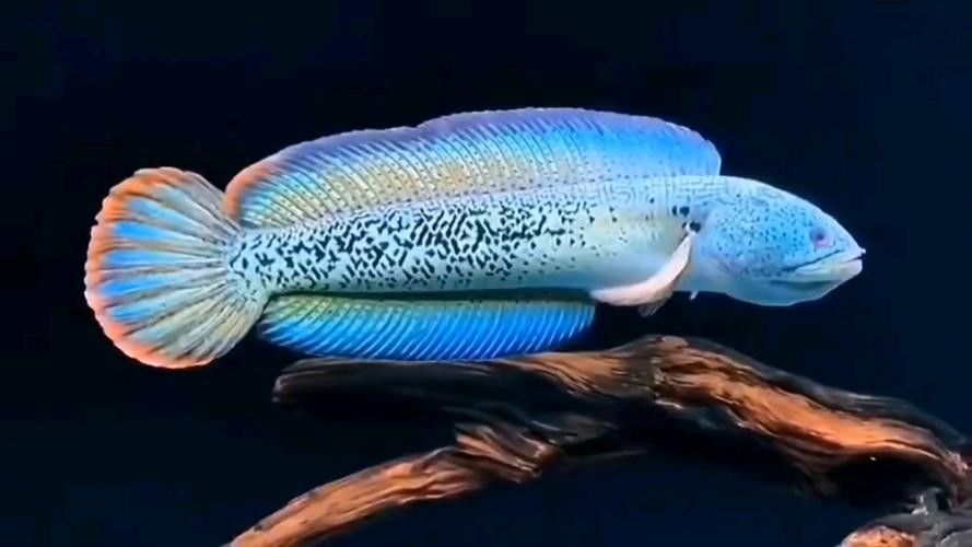 雷龍魚哪種好看