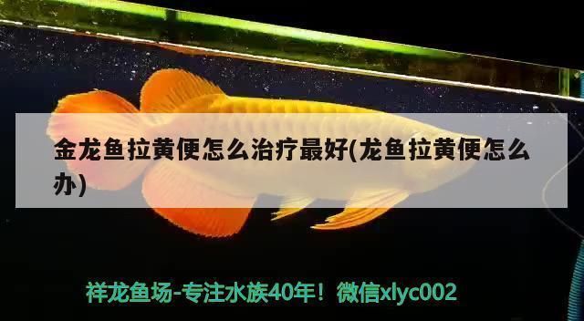 龍魚拉黃便是什么病：龍魚拉黃便可能由多種因素引起