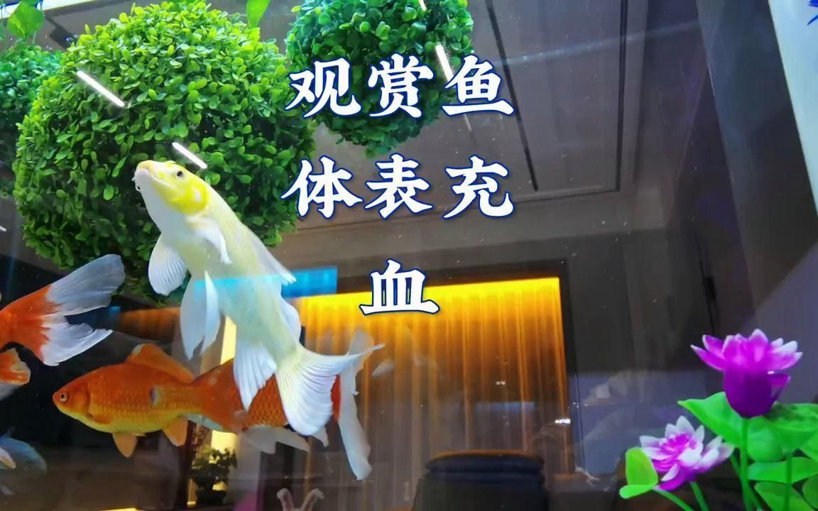 如何預防魚體充血的發生？ 如何預防魚體充血的發生？ 龍魚百科 第2張
