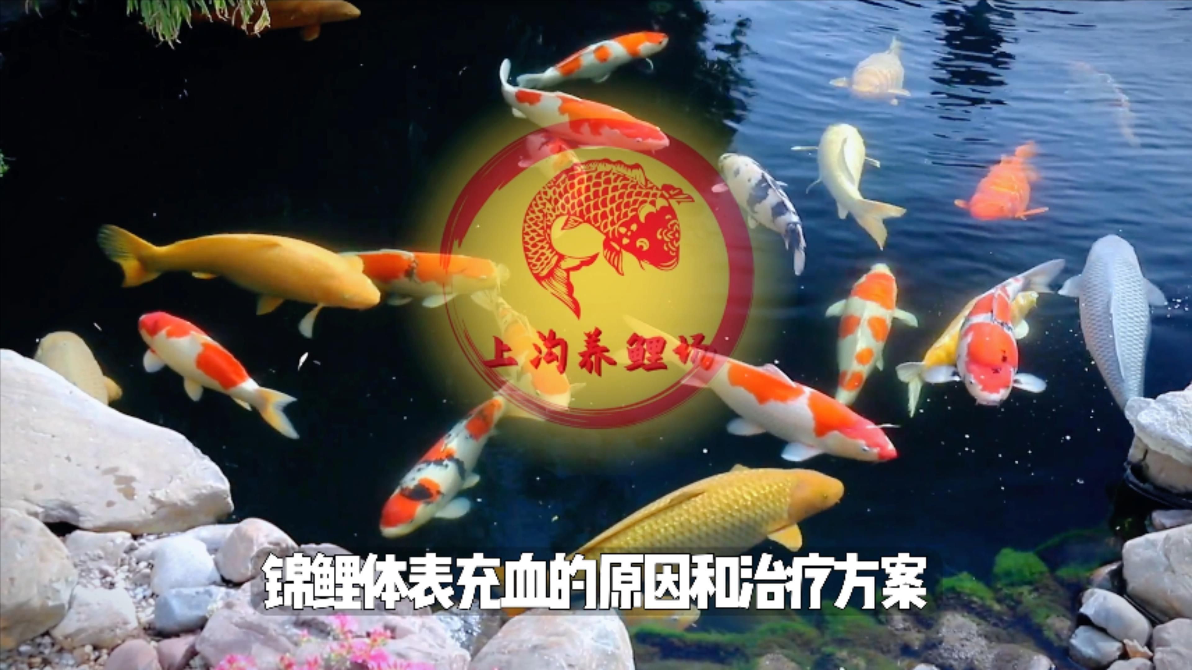 如何預防魚體充血的發生？ 如何預防魚體充血的發生？ 龍魚百科 第4張