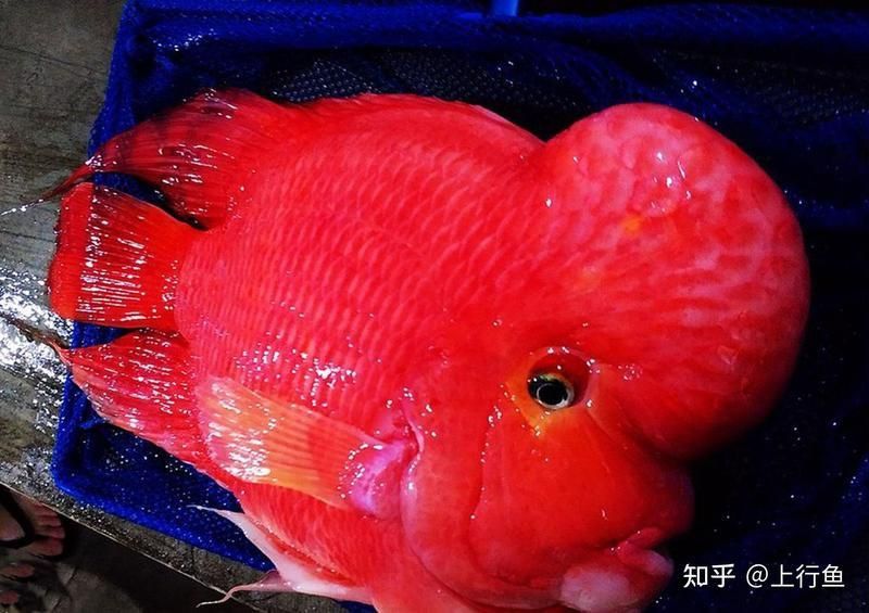 藍(lán)面財(cái)神魚(yú)怎么辨別真假 藍(lán)面財(cái)神魚(yú)怎么辨別真假 龍魚(yú)百科 第3張