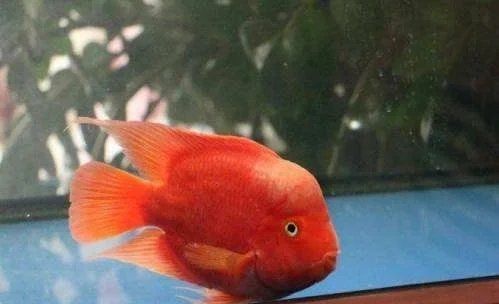 藍(lán)面財(cái)神魚(yú)怎么辨別真假 藍(lán)面財(cái)神魚(yú)怎么辨別真假 龍魚(yú)百科 第10張