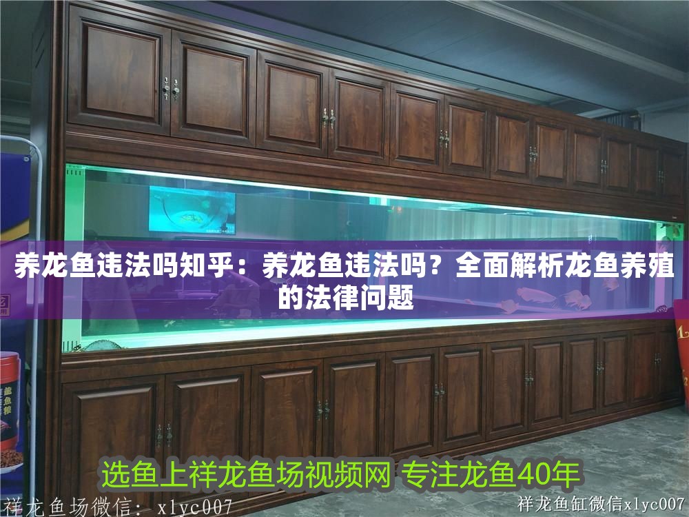 養(yǎng)龍魚違法嗎知乎：養(yǎng)龍魚違法嗎？全面解析龍魚養(yǎng)殖的法律問(wèn)題