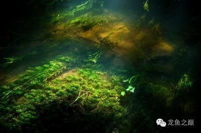 龍魚嘴巴爛了怎么回事：龍魚嘴巴爛了可能是哪些原因引起的 龍魚嘴巴爛了怎么回事：龍魚嘴巴爛了可能是哪些原因引起的 龍魚百科 第3張