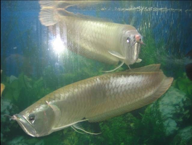 黑龍魚和銀龍魚的區別是什么 黑龍魚和銀龍魚的區別是什么 龍魚百科 第3張