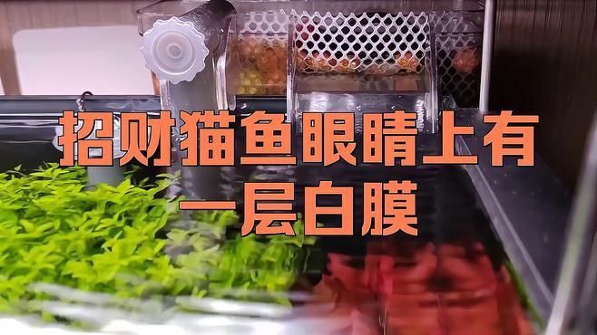 哪些觀(guān)賞魚(yú)容易得眼白膜病？