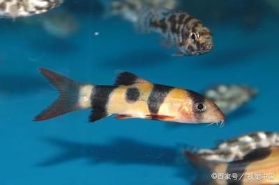 寵物觀賞魚常見的品種有哪些種類：寵物觀賞魚常見的品種