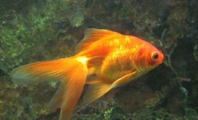 金龍魚營銷相關的法律法規以及營銷啟示有哪些（關于金龍魚營銷相關的法律法規）