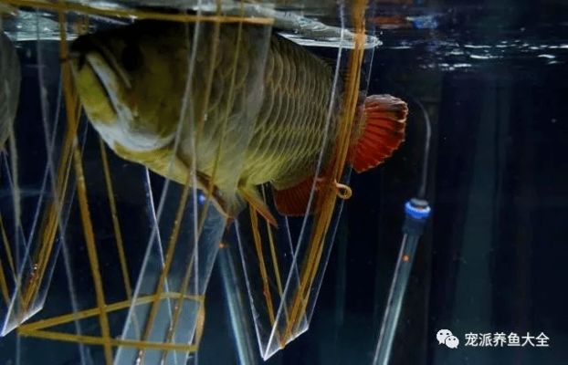 龍魚誤食了東西怎么辦（如何判斷龍魚是否誤食異物）