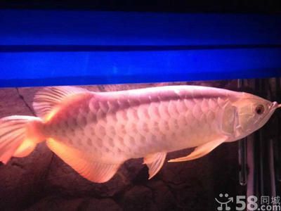 金龍魚能在家養嗎？【金龍魚能在家養嗎】
