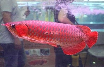 紅龍魚可以長到多大呢（紅龍魚長壽飼養(yǎng)技巧分享）