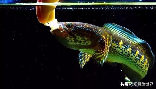 夢幻雷龍魚最大能長多少米：夢幻雷龍魚最大體長可能在30厘米到60厘米之間