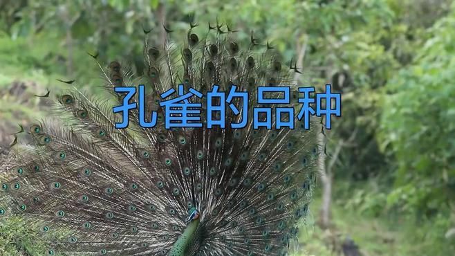 孔雀最貴三個品種