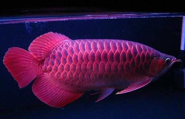 紅龍魚的養殖方法和注意事項（養殖紅龍魚需要注意以下幾個方面） 紅龍魚的養殖方法和注意事項（養殖紅龍魚需要注意以下幾個方面） 龍魚百科 第2張