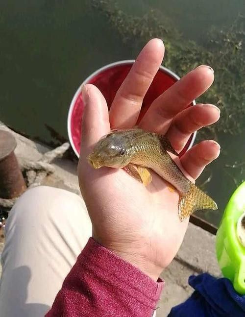 馬古龍魚的圖片欣賞