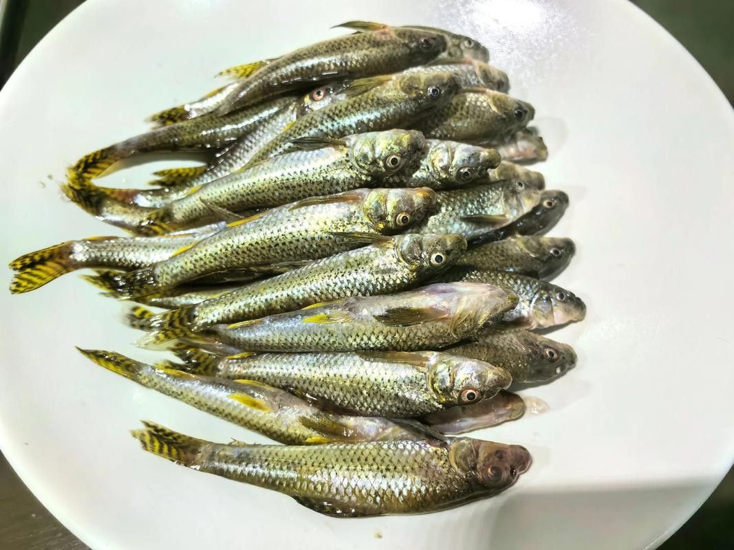 馬古龍魚的圖片欣賞