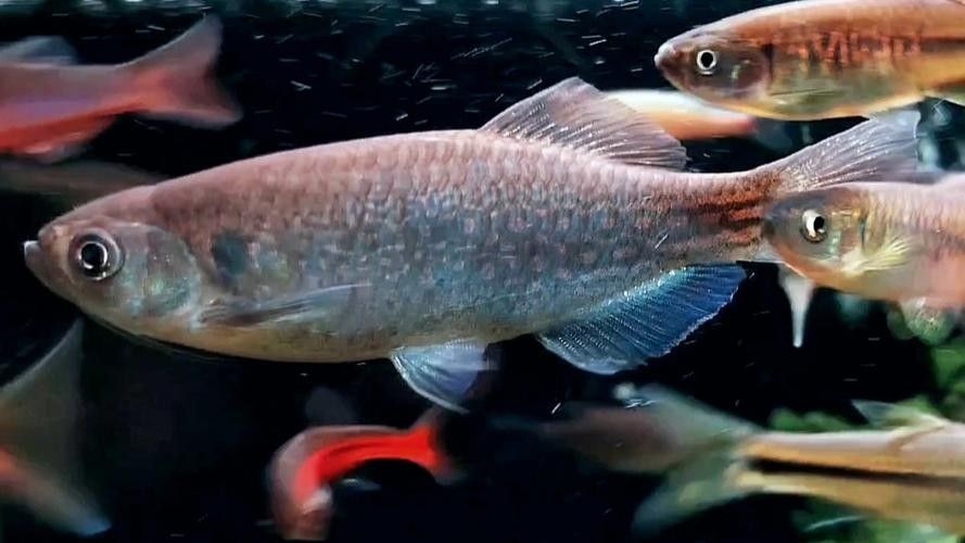 馬古龍魚的圖片欣賞