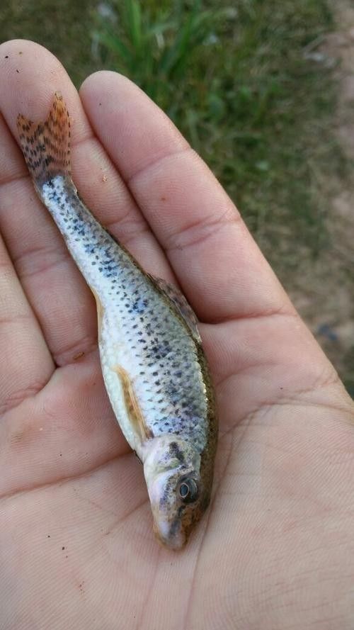 馬古龍魚的圖片欣賞