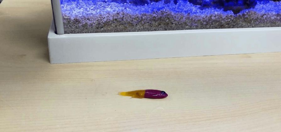 什么叫福龍魚的圖片:什么叫福龍魚,神秘的吉祥之魚解析 龍魚百科 第5張 什么叫福龍魚的圖片:什么叫福龍魚,神秘的吉祥之魚解析 什么叫福龍魚的圖片:什么叫福龍魚,神秘的吉祥之魚解析 龍魚百科 第5張