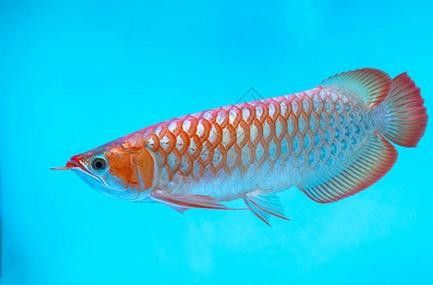 金龍魚魚缸背景圖高清無水印 龍魚百科 第24張 金龍魚魚缸背景圖高清無水印 金龍魚魚缸背景圖高清無水印 龍魚百科 第24張