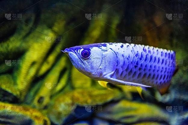 金龍魚魚缸背景圖高清無水印 龍魚百科 第32張 金龍魚魚缸背景圖高清無水印 金龍魚魚缸背景圖高清無水印 龍魚百科 第32張