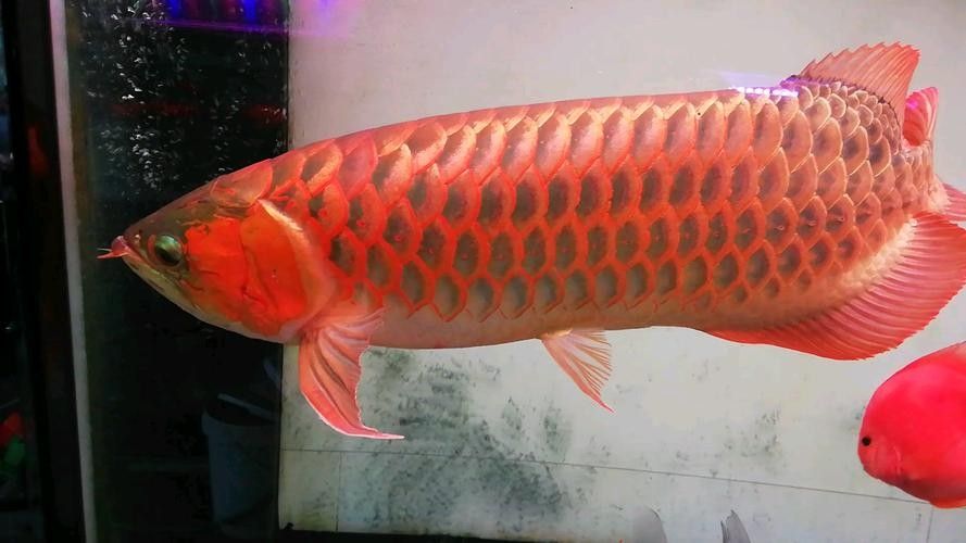 金龍魚魚缸背景圖高清無水印 龍魚百科 第35張 金龍魚魚缸背景圖高清無水印 金龍魚魚缸背景圖高清無水印 龍魚百科 第35張