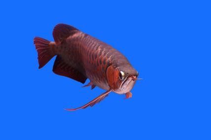 金龍魚魚缸背景圖高清無水印 龍魚百科 第31張 金龍魚魚缸背景圖高清無水印 金龍魚魚缸背景圖高清無水印 龍魚百科 第31張