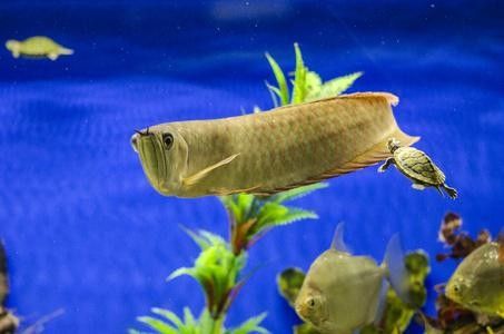 金龍魚魚缸背景圖高清無水印 龍魚百科 第39張 金龍魚魚缸背景圖高清無水印 金龍魚魚缸背景圖高清無水印 龍魚百科 第39張