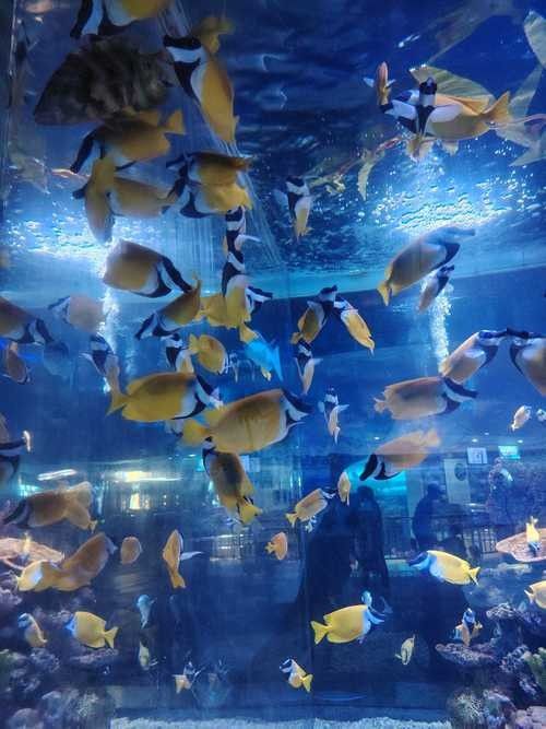 金龍魚魚缸背景圖高清無水印 龍魚百科 第36張 金龍魚魚缸背景圖高清無水印 金龍魚魚缸背景圖高清無水印 龍魚百科 第36張