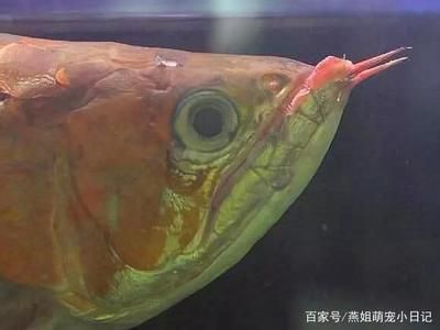 龍魚不吃東西會不會餓死,龍魚不吃東西會餓死嗎 龍魚百科 第3張 龍魚不吃東西會不會餓死,龍魚不吃東西會餓死嗎 龍魚不吃東西會不會餓死,龍魚不吃東西會餓死嗎 龍魚百科 第3張