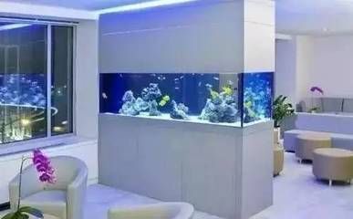 半圓形魚缸養什么魚好，半圓形魚缸養魚的水質管理