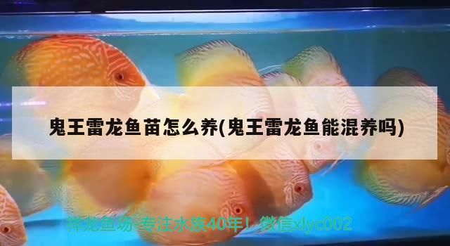 龍魚混養搭配圖片：龍魚混養搭配圖片高清