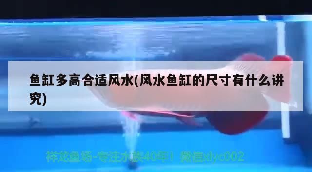 龍魚混養搭配圖片：龍魚混養搭配圖片高清
