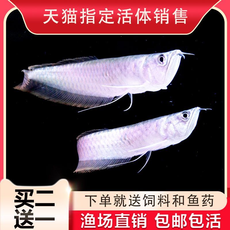 挑選金龍魚魚苗時需要注意以下幾點金龍魚魚苗的品種：如何區分金龍魚的品種及種？
