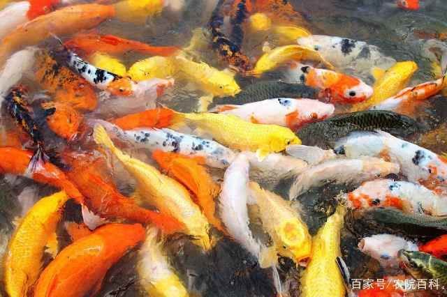 挑選金龍魚魚苗時需要注意以下幾點金龍魚魚苗的品種：如何區(qū)分金龍魚的品種及種？