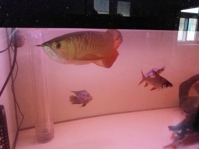 紅龍魚和金龍魚混養用什么燈好：紅龍魚和金龍魚混養時
