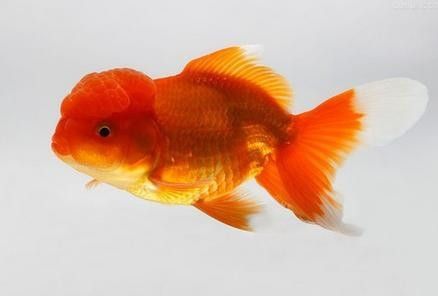 為什么龍魚吃東西咬一口吐出來：龍魚吃東西咬一口吐一口的原因