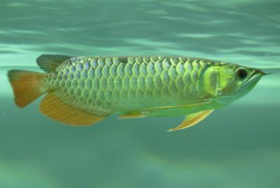 紅龍魚苗最佳飼養(yǎng)水質(zhì)：紅龍魚苗飼養(yǎng)常見誤區(qū)