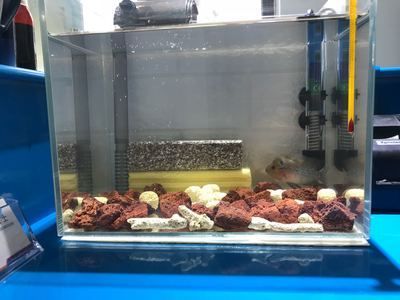 龍魚趴缸底需要加硝化菌嘛（“龍魚趴缸底”是否需要加硝化菌，水族箱管理習(xí)慣才是關(guān)鍵）