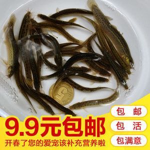 龍魚撞缸怎么辦：如何處理龍魚撞缸