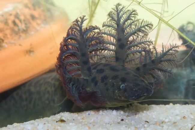 龍魚腮發(fā)黃（龍魚腮發(fā)黃可能由多種因素引起，）