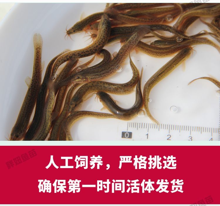龍魚和黑魚哪個好吃點：龍魚和黑魚哪個好吃龍魚和黑魚的營養價值對比黑魚的營養價值有哪些 龍魚和黑魚哪個好吃點：龍魚和黑魚哪個好吃龍魚和黑魚的營養價值對比黑魚的營養價值有哪些 龍魚百科 第5張