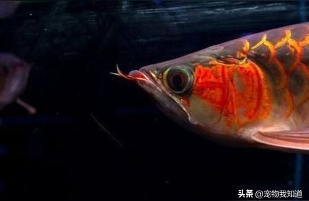呈千祥魚場龍魚芯片查詢:什么是魚芯