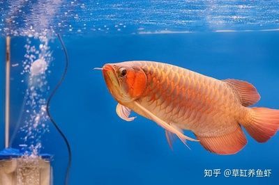 龍魚海水：關于龍魚的問答